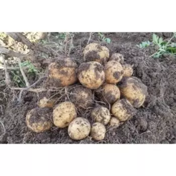 Семенной картофель "Великан" 10 шт Супер Элита, р/р 28/55