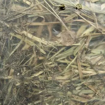 Сено луговое прессованное с овощами, 500 гр.