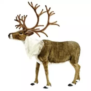 Северный олень, 165 см