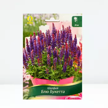 Шалфей Блю Букетта, 1 шт, Весна 2024
