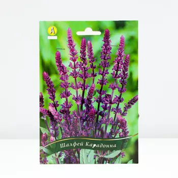 Шалфей Карадонна, 1 шт, Весна 2024