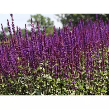 Шалфей "Rianne® PBR", р-р I, 1 шт, Весна 2024