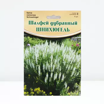 Шалфей "Schneehgel ", р-р I, 1 шт, Весна 2024