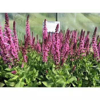 Шалфей Сенсейшен Роуз, 1 шт, Весна 2024