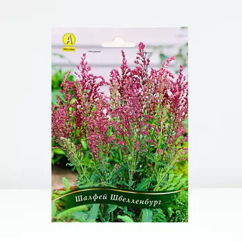 Шалфей Швелленбург, 1 шт, Весна 2024