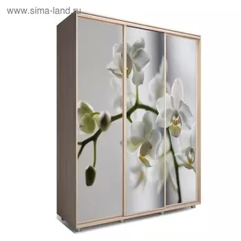 Шкаф-купе Яркий-222 1770х600х2300 Ясень Шимо Светлый/Цветы 1