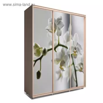 Шкаф-купе Яркий-222 2070х600х2300 Венге Светлый/Цветы 1