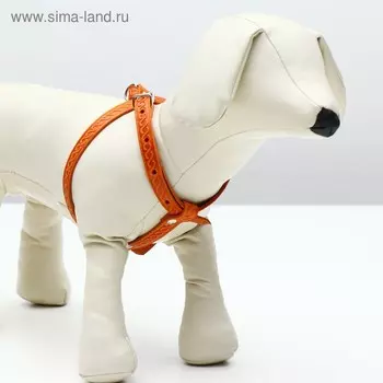 Шлейка кожаная для кошек и маленьких собак,ОШ19-30 см,ОГ 25-37 см,1.2 см, микс видов, цветов