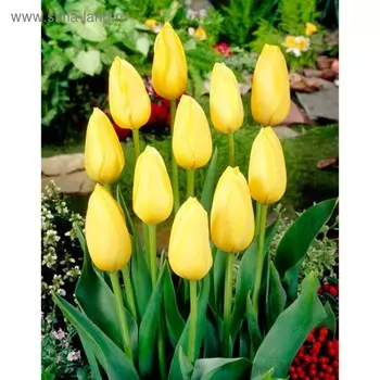 Шоубокс Тюльпан "Мускадет" 60см, р/р 11/12, 100 шт