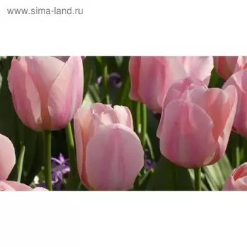 Шоубокс Тюльпан "Салмон Ван Ейк" 60см, р/р 11/12, 100 шт