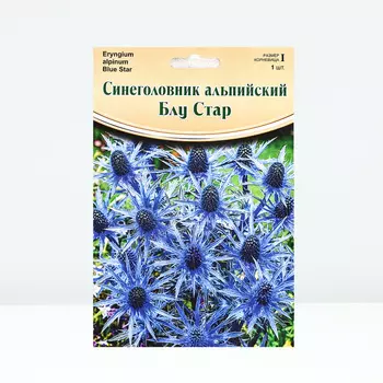 Синеголовник "Blue Star", р-р I, 1 шт, Весна 2024