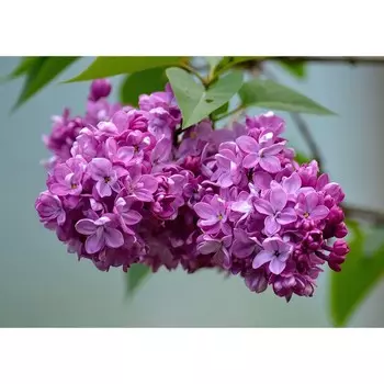 Сирень Катерина Хавемейер (P9), 1 шт, Весна 2024