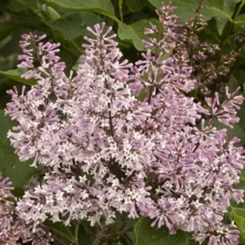 Сирень Мисс Ким, Горшок Р9, 1шт, Июнь 2022