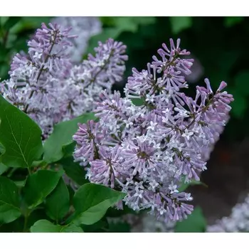 Сирень Мисс Ким (P9), 1 шт, Весна 2024