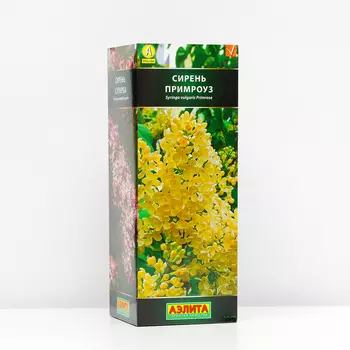 Сирень Примроуз (P9), 1 шт, Весна 2024