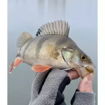 Слаги съедобные искусственные LJ Pro Series TRICK ULTRAWORM 1,4in (03.50)/PA19 12шт.