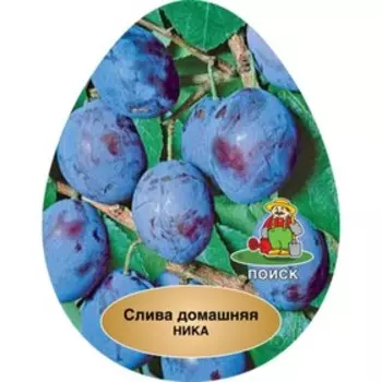 Слива "Ника", 1 шт, туба, Весна 2023