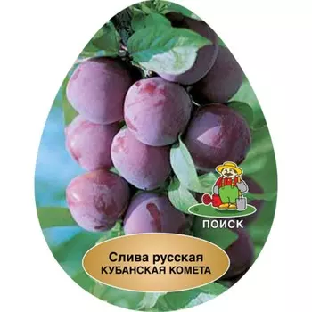 Слива русская (Алыча) "Кубанская комета ", 1 шт, туба, Весна 2023