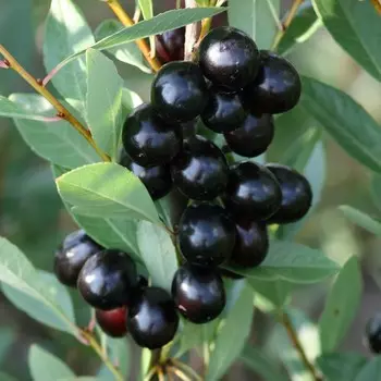 Сливово-вишневый гибрид Акварель черная, Горшок Р9, 1 шт, Август 2022