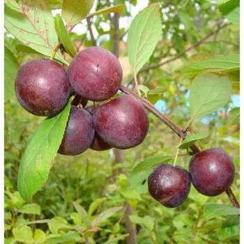 Сливово-вишневый гибрид Опата, Горшок Р9, 1 шт, Август 2022