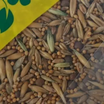 Смесь сидератов для чеснока, 0,5 кг