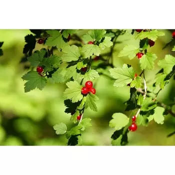 Смородина альпийская, горшок р9, 20-40 см высота, 1 шт