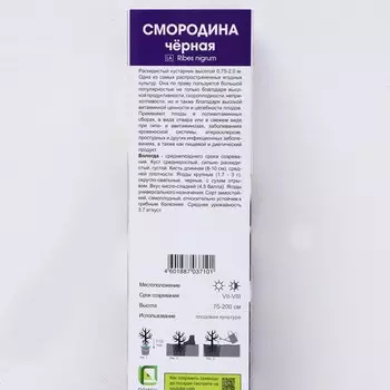 Смородина черная перспективные сорта (зеленоплодные) "Вологда ", 1 шт, туба, Весна 2024