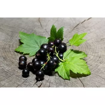 Смородина черная Вымпел, Горшок Р9, 1 шт, Август 2022