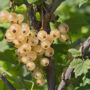 Смородина цветная Белая Потапенко, Горшок Р9, 1 шт, Август 2022