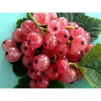 Смородина цветная Голландская розовая, Горшок Р9, 1 шт, Август 2022