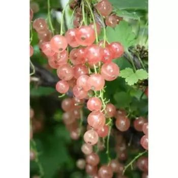 Смородина красная "Голландская розовая" ОКС (открытый корень), 1 шт, Весна 22