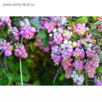 Снежноягодник, С3 (горшок 3 л.), 20-40 см высота, 1 шт