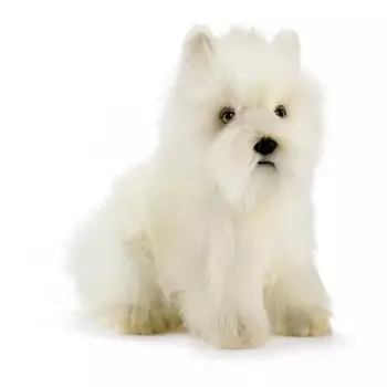 Собака вест-хайленд-уайт-терьер, 23 см