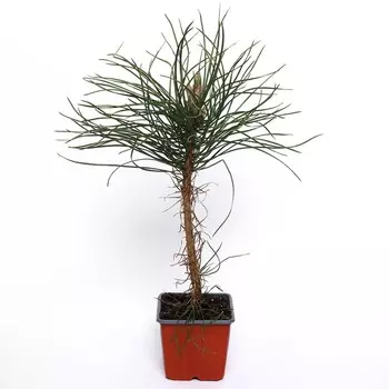 Саженец Сосна черная, Р9, 1 шт., h=3-20 см