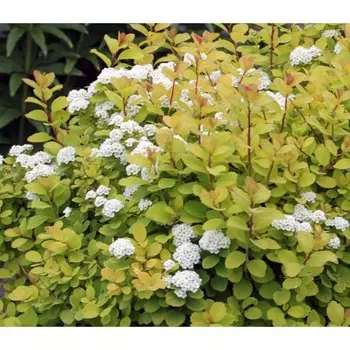 Спирея березолистная, горшок С2, 1 шт, Лето 2023