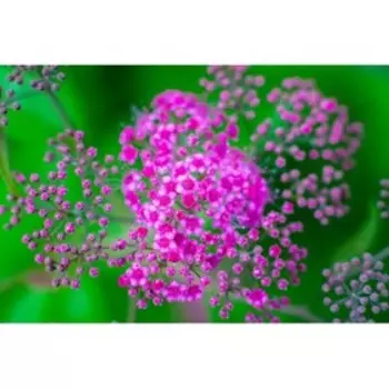 Спирея "Битулина", Р9 (горшок квадратный 9 см), 1 шт Весна 2023