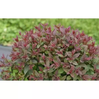 Спирея Дабл Плей Артист, С3 (горшок 3 л), 20-40 см высота, 1 шт