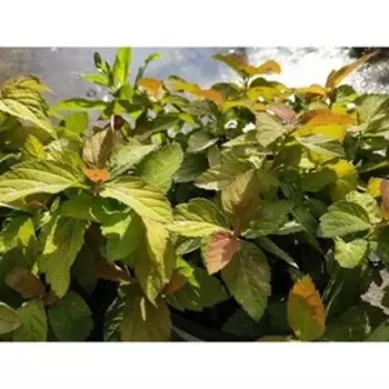 Спирея "Дабл плей биг бен", Р9 (горшок квадратный 9 см), 1 шт Весна 2023