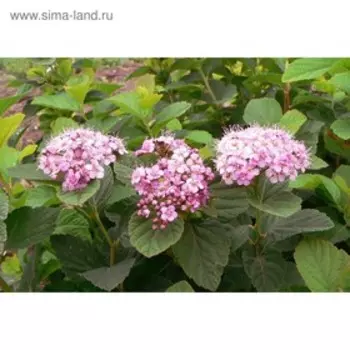 Спирея "Денси флора невеста", Р9 (горшок квадратный 9 см), 1 шт Весна 2023