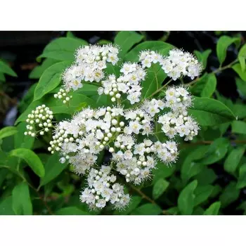 Спирея Генри, С3 (горшок 3 л), 15-20 см высота, 1 шт