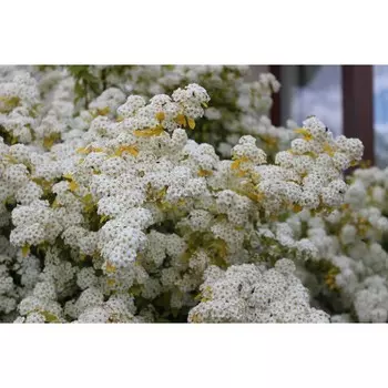 Спирея Голден Фонтейн, Горшок Р9, 1 шт, Август 2022