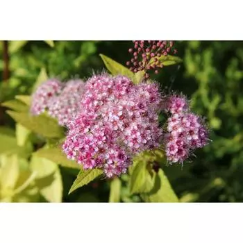 Спирея Голдмаунд, Горшок Р9, 1 шт, Август 2022