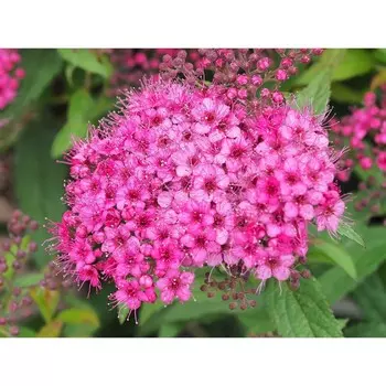 Спирея японская А.Ватерер, С3 (горшок 3 л), 10-20 см высота, 1 шт