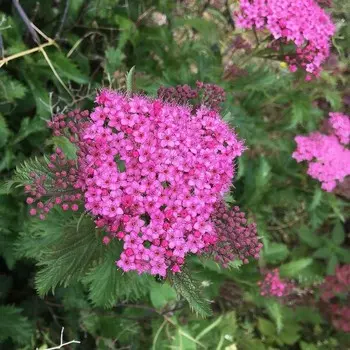 Спирея японская Генпей (P9), 1 шт, Весна 2024