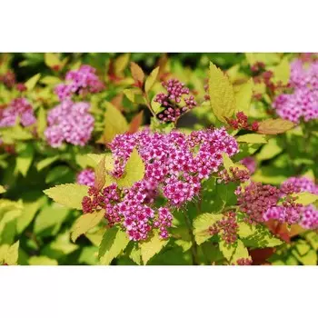 Спирея японская Голден Принцесс (P9), 1 шт, Весна 2024