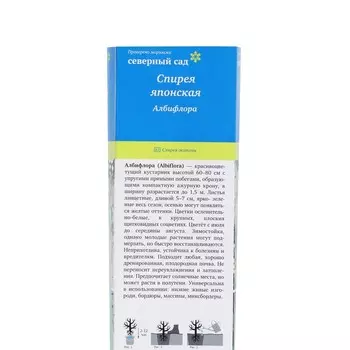 Спирея японская (Серия Северный сад) "Албифлора ", 1 шт, туба, Весна 2025