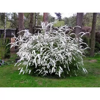 Спирея серая, С3 (горшок 3 л), 10-20 см высота, 1 шт