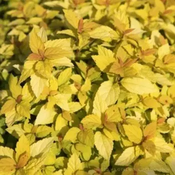 Спирея "Зен спирит голд", Р9 (горшок квадратный 9 см), 1 шт Весна 2023