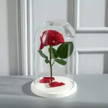 Стеклянный купол-клош на деревянной подставке «Венсан», 2515 см, белый