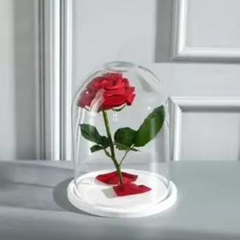 Стеклянный купол-клош с отверстием на деревянной подставке "Венсан - 6", 20х15 см, белый